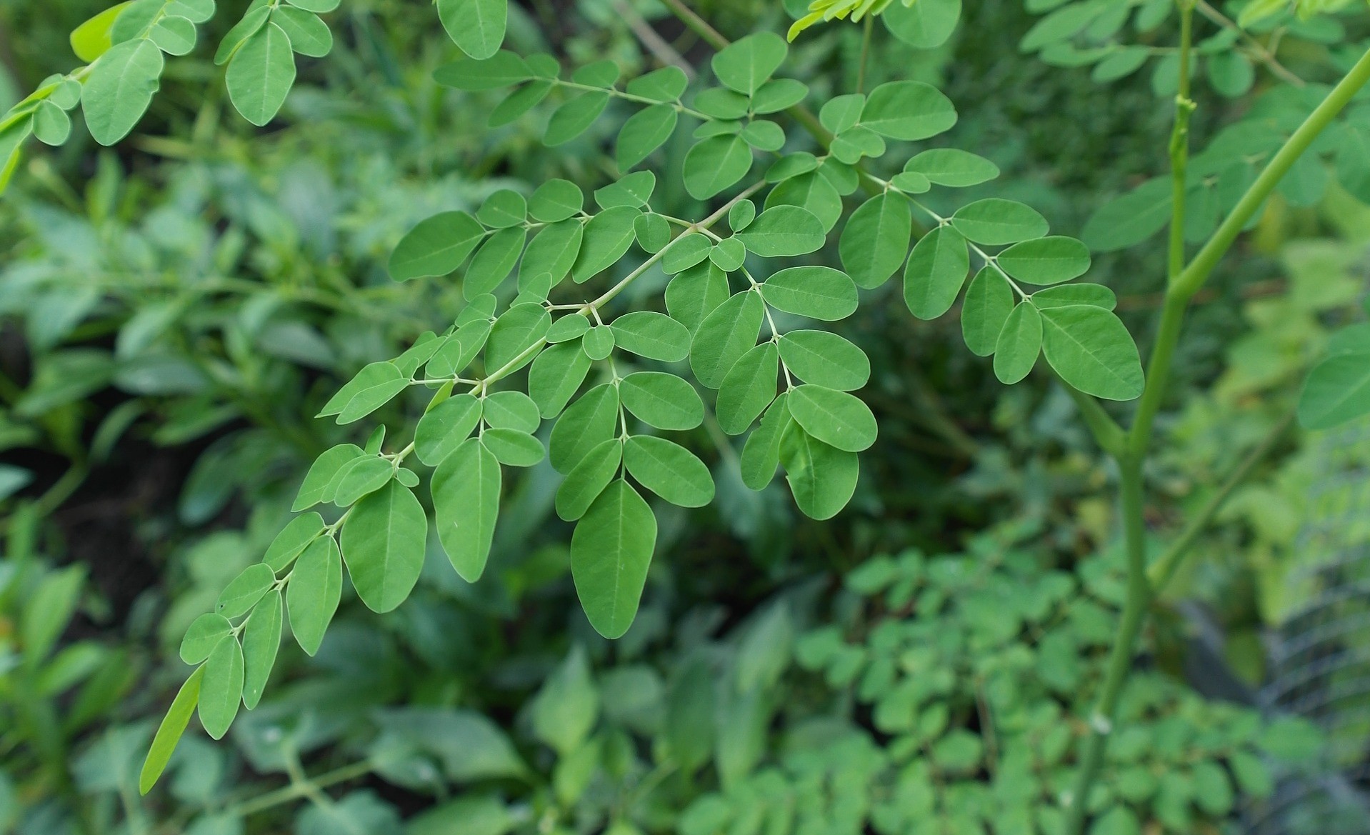 Moringa Plant leaf
